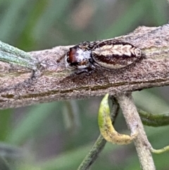 Opisthoncus sp. (genus) (Unidentified Opisthoncus jumping spider) at QPRC LGA - 6 Nov 2021 by Steve_Bok