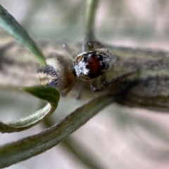 Opisthoncus sp. (genus) at Googong, NSW - 6 Nov 2021