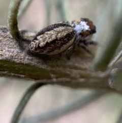 Opisthoncus sp. (genus) at Googong, NSW - 6 Nov 2021 06:22 PM