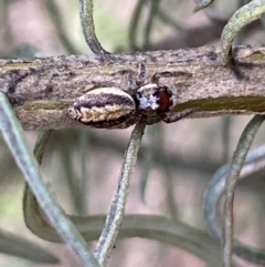 Opisthoncus sp. (genus) at Googong, NSW - 6 Nov 2021