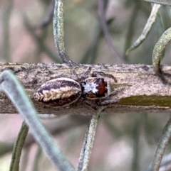 Opisthoncus sp. (genus) at Googong, NSW - 6 Nov 2021 06:22 PM