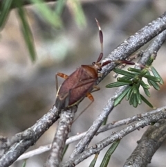 Unidentified Shield, Stink or Jewel Bug (Pentatomoidea) at Googong, NSW - 6 Nov 2021 by Steve_Bok