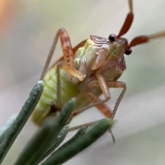 Miridae (family) at Googong, NSW - 6 Nov 2021