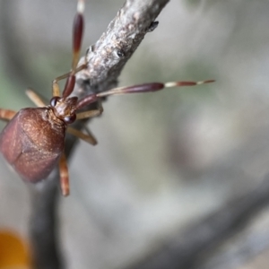 Miridae (family) at Googong, NSW - 6 Nov 2021