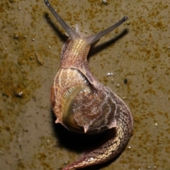 Unverified Snail or Slug (Gastropoda) at Acton, ACT - 5 Nov 2021 by TimL
