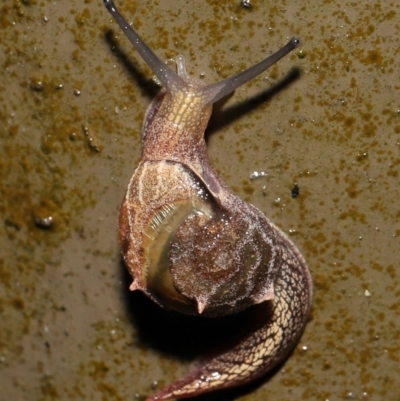 Unverified Snail or Slug (Gastropoda) at Acton, ACT - 5 Nov 2021 by TimL