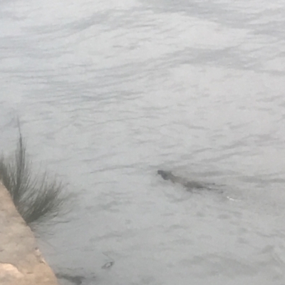 Hydromys chrysogaster (Rakali or Water Rat) at Lake Burley Griffin West - 5 Nov 2021 by BrianH