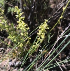 Stackhousia viminea (Slender Stackhousia) at Cotter River, ACT - 2 Nov 2021 by BrianH