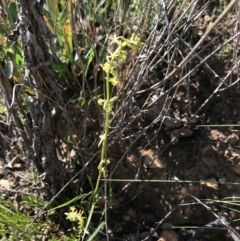 Stackhousia viminea at Cotter River, ACT - 2 Nov 2021 09:39 AM