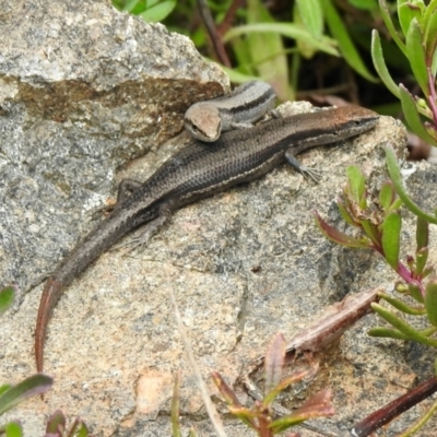 Lampropholis guichenoti (Common Garden Skink) at Aranda, ACT - 6 Nov 2021 by KMcCue