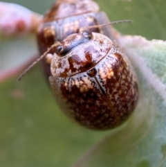 Paropsisterna m-fuscum (Eucalyptus Leaf Beetle) at Googong, NSW - 6 Nov 2021 by Steve_Bok