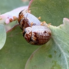 Paropsisterna m-fuscum at Googong, NSW - 6 Nov 2021 06:08 PM