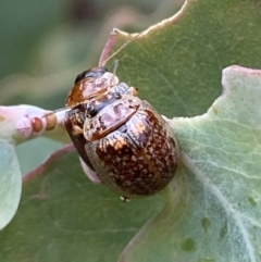 Paropsisterna m-fuscum at Googong, NSW - 6 Nov 2021 06:08 PM