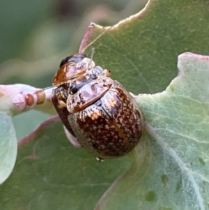 Paropsisterna m-fuscum at Googong, NSW - 6 Nov 2021