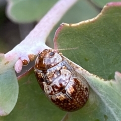 Paropsisterna m-fuscum at Googong, NSW - 6 Nov 2021