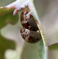 Paropsisterna m-fuscum at Googong, NSW - 6 Nov 2021 06:08 PM