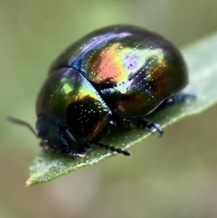 Callidemum hypochalceum (Hop-bush leaf beetle) at Jerrabomberra, NSW - 6 Nov 2021 by SteveBorkowskis