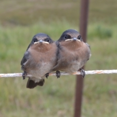 Hirundo neoxena (Welcome Swallow) at Yass River, NSW - 6 Nov 2021 by 120Acres