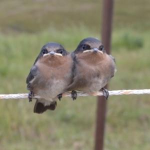 Hirundo neoxena at Yass River, NSW - 6 Nov 2021