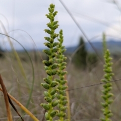 Microtis sp. (Onion Orchid) at Stromlo, ACT - 6 Nov 2021 by Rebeccajgee