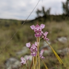 Diuris dendrobioides (Late Mauve Doubletail) at Woodstock Nature Reserve - 6 Nov 2021 by Rebeccajgee