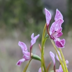 Diuris dendrobioides at suppressed - 6 Nov 2021