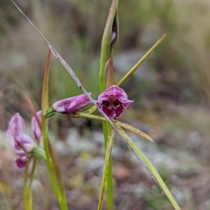 Diuris dendrobioides at suppressed - 6 Nov 2021