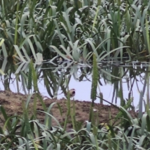 Charadrius melanops at Goulburn, NSW - 6 Nov 2021