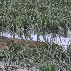 Charadrius melanops at Goulburn, NSW - 6 Nov 2021