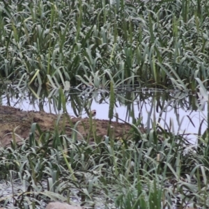 Charadrius melanops at Goulburn, NSW - 6 Nov 2021