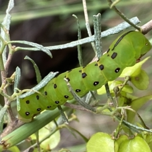 Capusa (genus) at Googong, NSW - 6 Nov 2021 06:05 PM