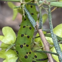 Capusa (genus) at Googong, NSW - 6 Nov 2021 06:05 PM