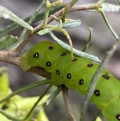 Capusa (genus) at Googong, NSW - 6 Nov 2021 06:05 PM