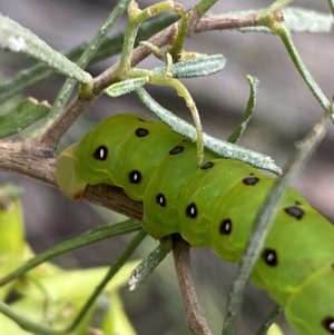 Capusa (genus) at Googong, NSW - 6 Nov 2021 06:05 PM