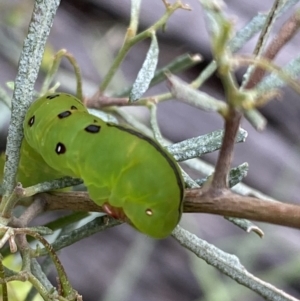 Capusa (genus) at Googong, NSW - 6 Nov 2021