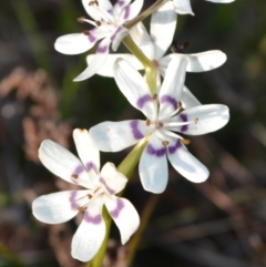 Wurmbea dioica subsp. dioica (Early Nancy) at Yass River, NSW - 18 Sep 2021 by 120Acres