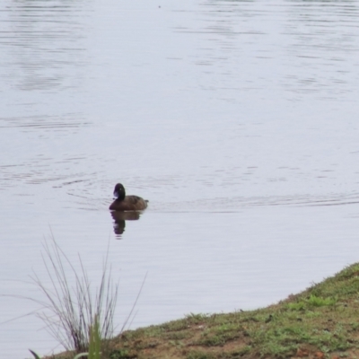 Aythya australis (Hardhead) at Goulburn Wetlands - 5 Nov 2021 by Rixon