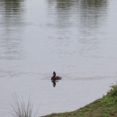 Aythya australis at Goulburn, NSW - 6 Nov 2021