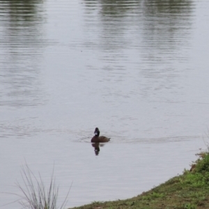 Aythya australis at Goulburn, NSW - 6 Nov 2021 08:41 AM