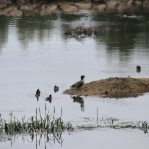 Aythya australis at Goulburn, NSW - 6 Nov 2021