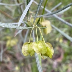 Dodonaea viscosa (Hop Bush) at Googong, NSW - 6 Nov 2021 by Steve_Bok