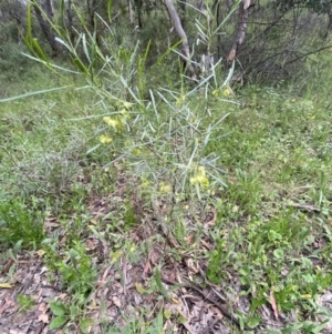 Dodonaea viscosa at Googong, NSW - 6 Nov 2021