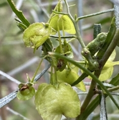 Dodonaea viscosa at Googong, NSW - 6 Nov 2021
