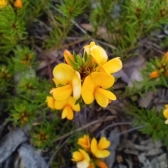 Pultenaea subspicata (Low Bush-pea) at Corang, NSW - 29 Oct 2021 by LeonieWood