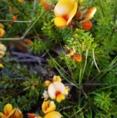 Pultenaea subspicata (Low Bush-pea) at Corang, NSW - 29 Oct 2021 by LeonieWood