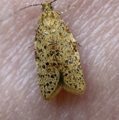Dichelopa panoplana at Jerrabomberra, NSW - 6 Nov 2021 by SteveBorkowskis