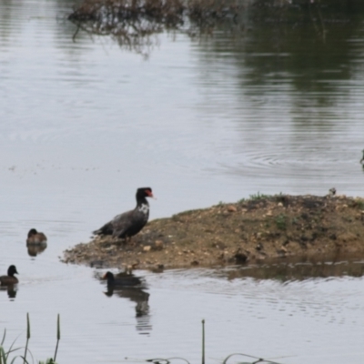 Gallinula tenebrosa (Dusky Moorhen) at Goulburn, NSW - 5 Nov 2021 by Rixon