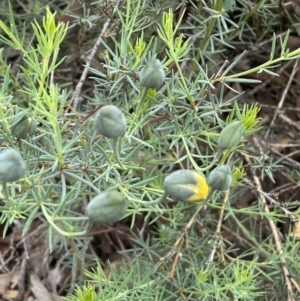 Gompholobium huegelii at Jerrabomberra, NSW - 6 Nov 2021