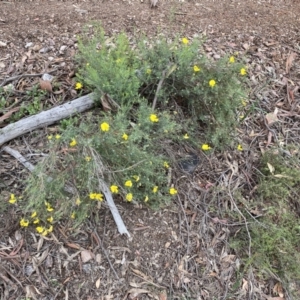 Gompholobium huegelii at Jerrabomberra, NSW - 6 Nov 2021