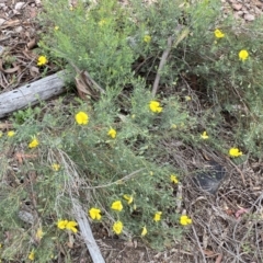 Gompholobium huegelii at Jerrabomberra, NSW - 6 Nov 2021